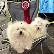 Fancsika és Beny - Két büszkeségem akikkel a kiállításokra járok