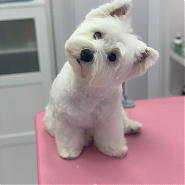 Molly - Ismét szépülni voltam