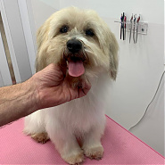 Dodó - A VeresVet Állatkórház által örökbefogadott kutyus.