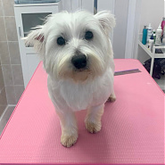 Ginger - A VeresVet Állatkórház által örökbefogadott kutyus.