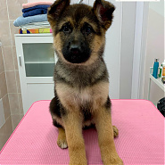 Bori - 3 hónapos német juhászkutya