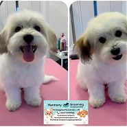 Lola - kölyök kutyus élete első kozmetikája után