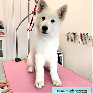 Sámán - 3 hónapos Fehér Juhászkutya