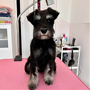 Fredy - 3 hónapos Fredyke első beszoktatásos kozmetikája után.