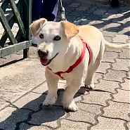 Mancika, - az öreg hölgy